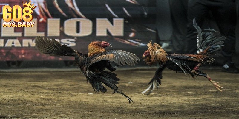 Các cách xem lối đá của gà