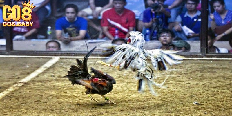 Các loại hình cược đá gà