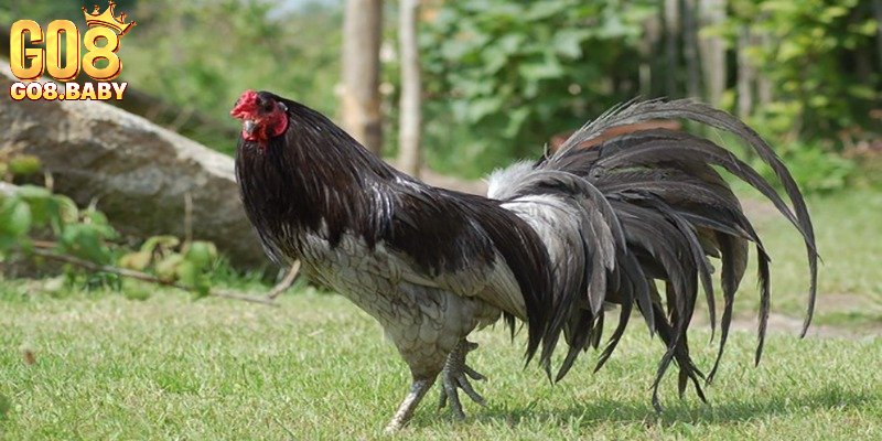 Danh sách dòng gà nên biết