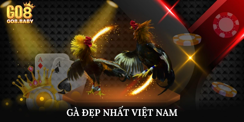 Gà đẹp nhất Việt Nam