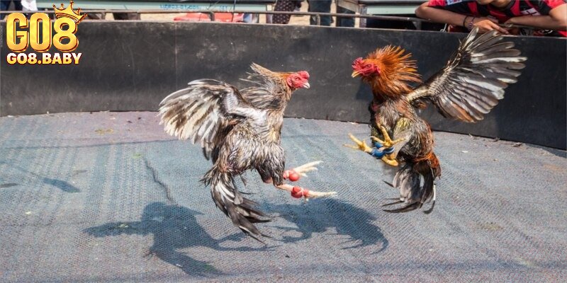 Hướng dẫn chi tiết cách xem