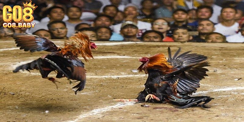 Mẹo chơi đá gà trực tuyến bất bại