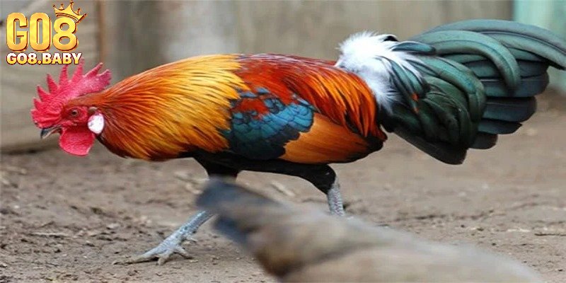 Tiêu chí đánh giá cơ bản