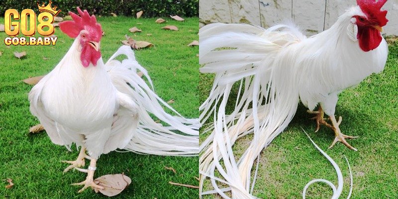 Tìm hiểu dòng gà đẹp nhất Việt Nam