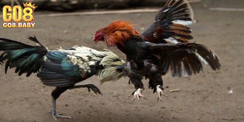 Tìm hiểu lối đá của gà