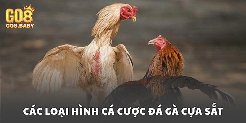 Một số hình thức đặt cược được áp dụng phổ biến trong đá gà
