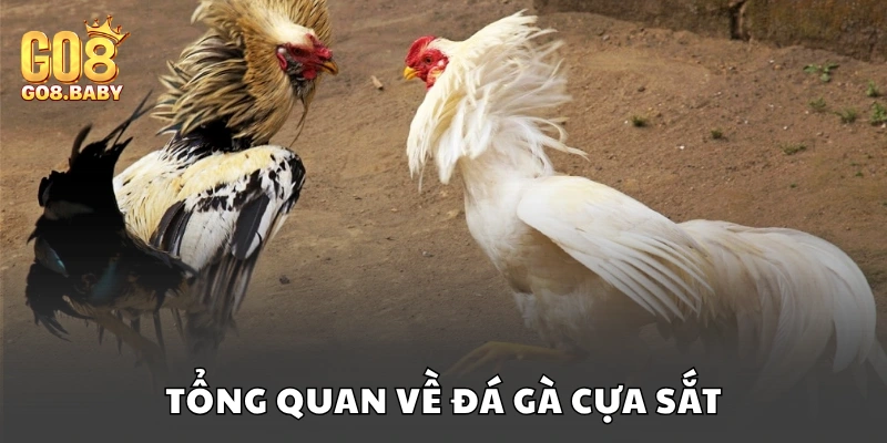 Giới thiệu về hình thức cá cược đá gà cựa sắt