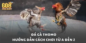 Đá gà Thomo