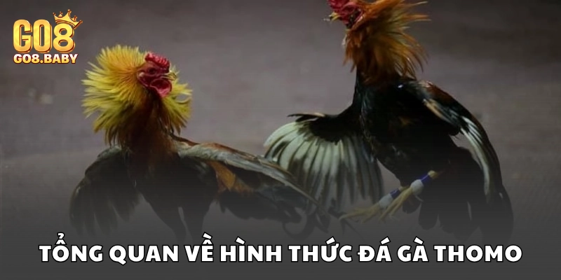 Tìm hiểu tổng quan về hình thức đá gà Thomo